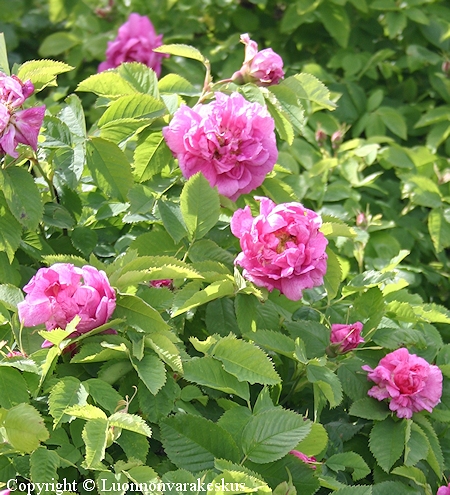 Rosa Francofurtana-Ryhm 'Ruustinna' ruustinnanruusu
